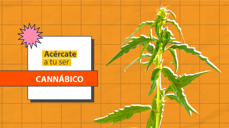 Acércate a tu ser Cannábico